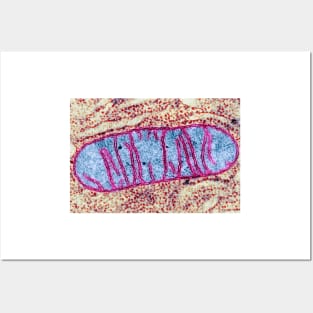 Mitochondrion, TEM (G465/0069) Posters and Art